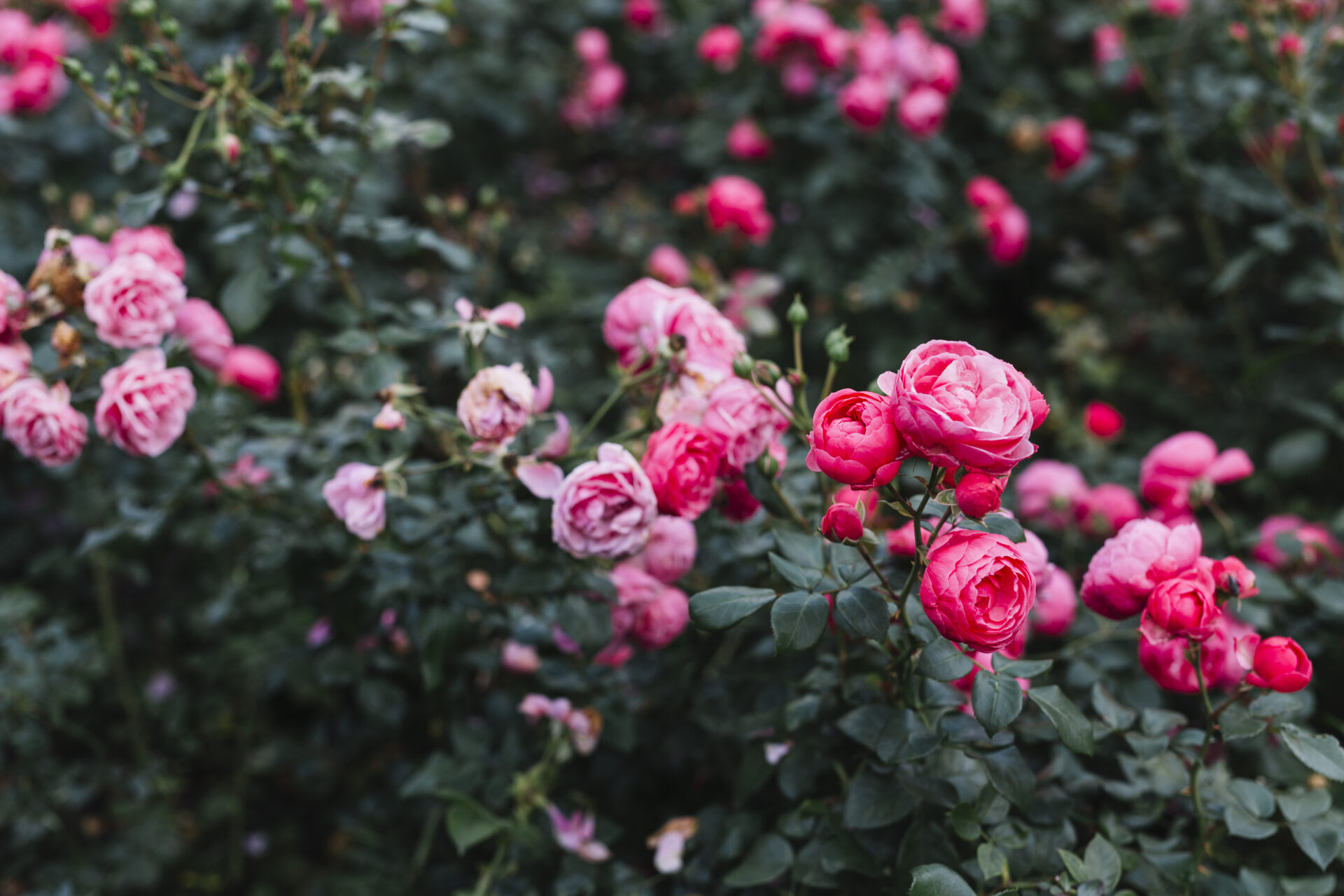 Pripyet Roses Розите в нашата градина - как да се грижим за тях - Етрополе